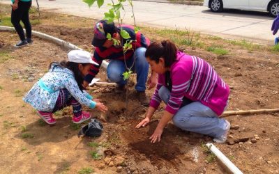 Vecinos plantan primeros árboles de área verde sustentable